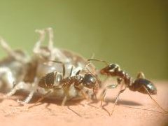 ants-s.jpg